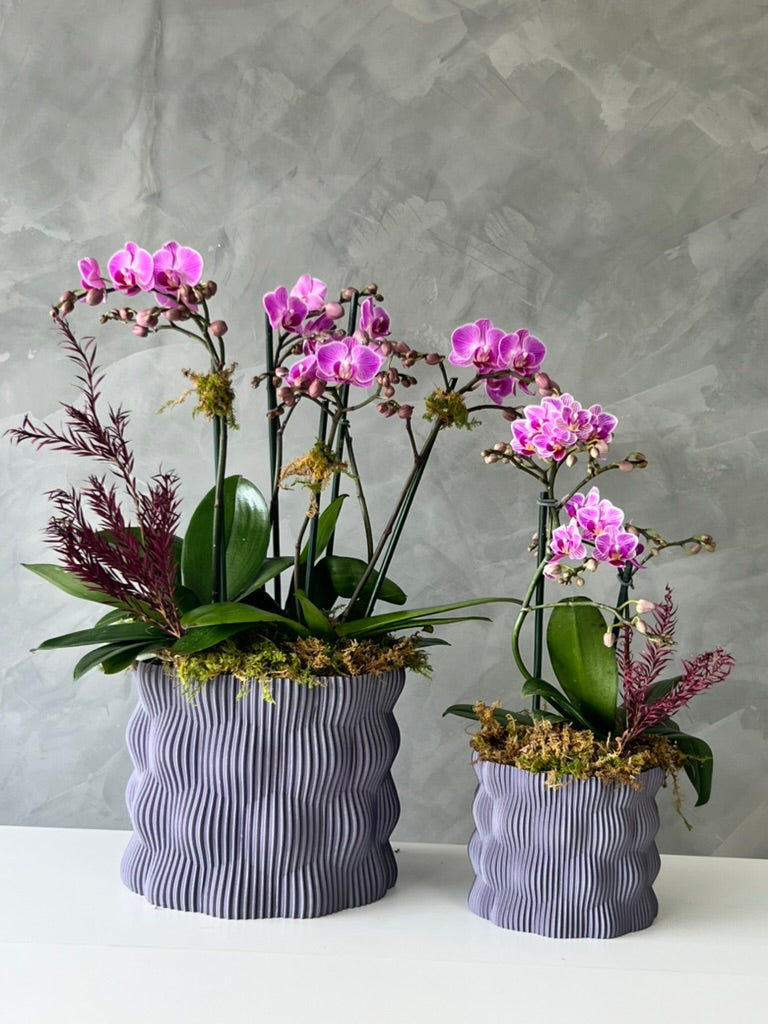 Geometric Orchids